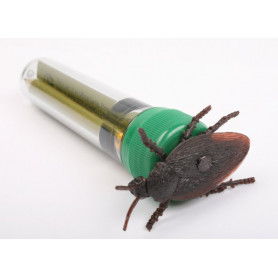 kakkerlak petlingset