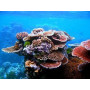 Natural Wonders -  Great Barrier Reef