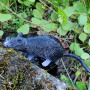 Rat Petlingset zwart - Geocaching